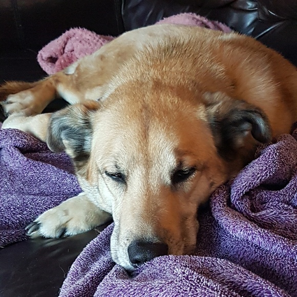 Meet your Posher, Tracy - Picture 1 of 1